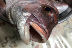 歯のある魚とその特徴について